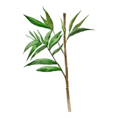 bamboo leaves isolated on white