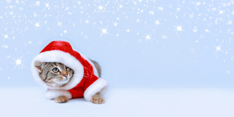 Cat Santa Claus. Studio portrait of Christmas Cat .Snow