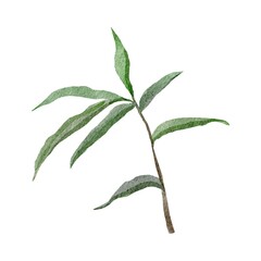 plant isolated on white background