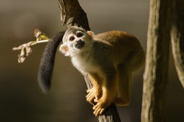 Obraz premium Common squirrel monkey