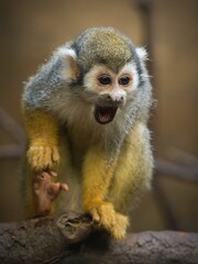 Common squirrel monkey
