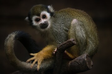 Naklejka na ściany i meble Common squirrel monkey