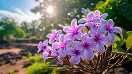 Frangipani or Plumeria flower blooming in the garden. Springtime Concept. Valentine's Day Concept...