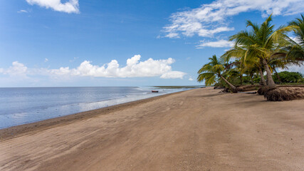 Sandy beach palm tree and tranquil shore French Guiana sunny day