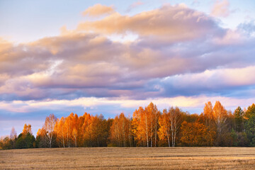 Fall colors birch trees. Empty harvested agriculture field, forest in distance. Clouds on rainy dramatic sky. Autumn wood rural landscape. November sunset.