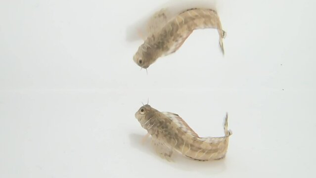 Sphinx blenny