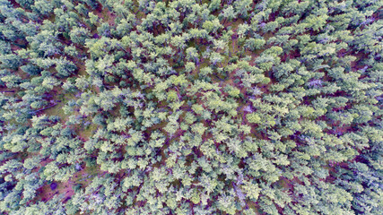 Pine forest in Mongolia from above aerial top shot