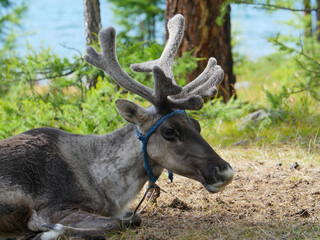Forest-dwelling reindeer captured in Mongolia