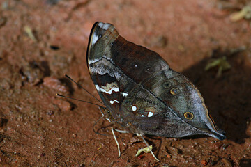 The Autumn Leaf (Doleschallia bisaltide) 