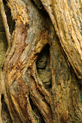 Apsara hides her face in the roots of a tree. Ta Prohm Temple, Siem Reap, Cambodia