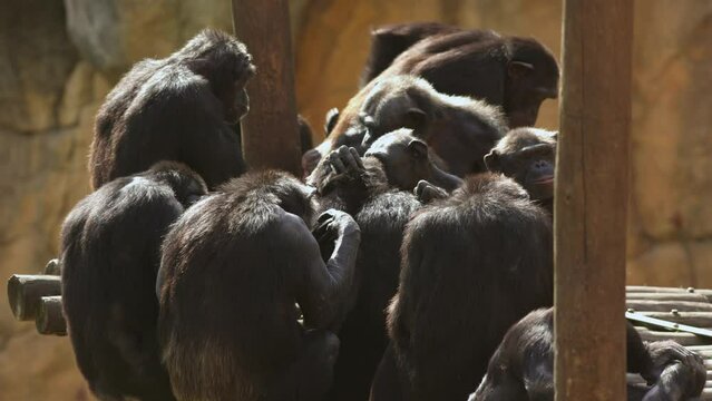 A group of monkeys chimpanzee sitting on top of a wooden bench