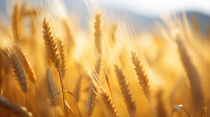 Fototapeta premium Close-up of a field of wheat. Generative Ai