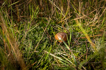 Pilze auf dem Boden eines Nadelwaldes in Deutschland