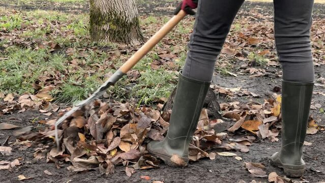 Autumn Leaf Raking in Rubber Boots