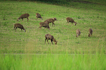 A family of deer feeding in the Phu Khiao-Thung Kamang Wildlife Sanctuary, Chaiyaphum Province, Thailand