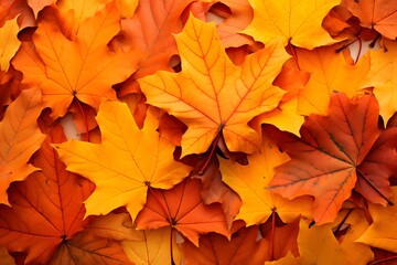 Fototapeta premium Background group autumn orange leaves.