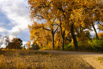 The High Line Canal Trail in Denver, Colorado with majestic old Cottonwood trees lining the path in the Fall Season.