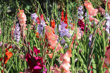 Summer gladiolus bloom