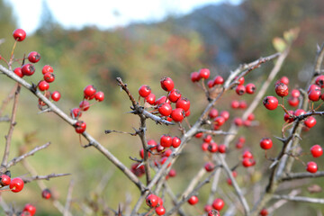 Fototapeta na wymiar Ripened hawthorn (crataegus) berries