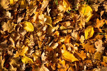 Herbstlaub