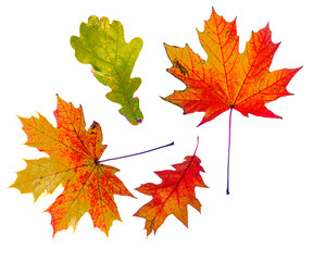 Color autumn leafs with white clean background