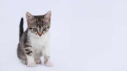 Cute kitten on white background. Copy space for text. Pet shop. Close up portrait of a cute cat. Tiny Kitten sitting and looking forward. Pet care concept. Copy space. World pet day. Banner. 