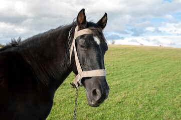 Black horse in spring under a sunny sky, green grass.