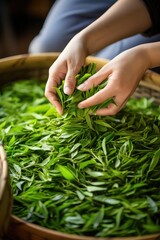 Man hands holding green tea leaves. AI Generated