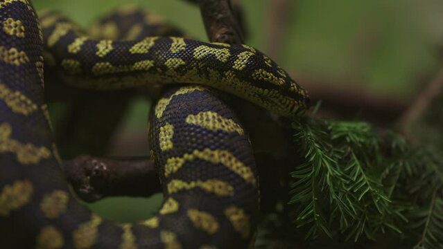 A Serpent's Gaze: Inquisitive Snake on a Branch in the Wild