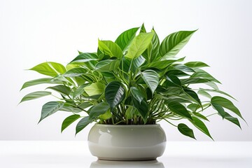 A beautiful indoor green plant emphasizing serenity in living spaces isolated on a white background 