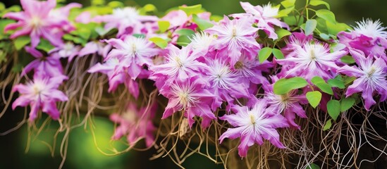 enchanting garden blooming with vibrant flowers and lush vines an old mans beard also known as Clematis vitalba or Travellers joy gracefully spreads its tendrils bringing a touch of natures - obrazy, fototapety, plakaty