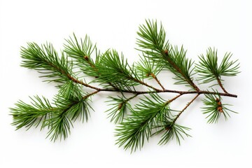 Closeup of pine tree branches on a white background
