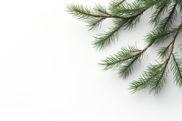 Obraz premium Closeup of pine tree branches on a white background, creating a natural frame with copy space