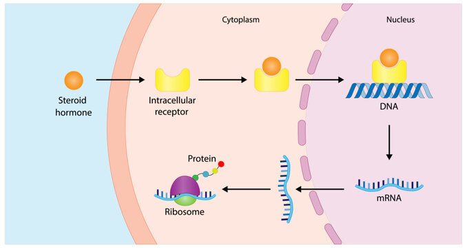 Steroid hormones mechanism of action. Steroids Bind to an intracellular receptor. Hormone-receptor complex activate gene transcription in the nucleus, followed by protein synthesis. Vector diagram