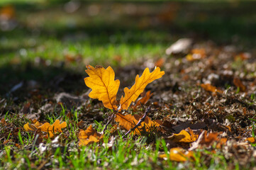 Naklejka na ściany i meble Oak leave in green grass during autumnal day in sunlight, bright fall colors