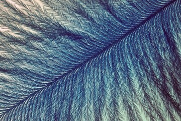 Obraz premium structure of a bird's feather