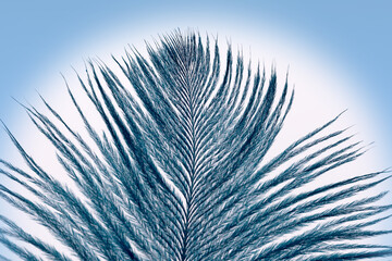 structure of a bird's feather