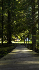 tent, in the forest, wooden bridge, a ray of sunshine, rest in nature, hiking in the mountains, travel, hiking with a tent and backpacks, trekking, active, rest