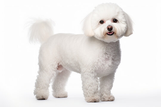 photo with white background of a bichon frize dog