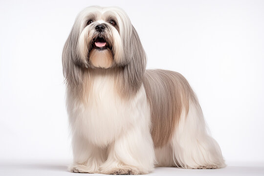 photo with white background of a Lhasa Apso dog