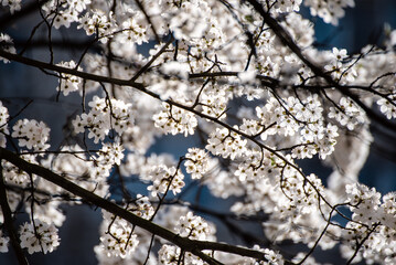 Apricot tree blossoms