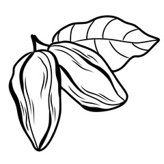 branch with leaves and whole cocoa fruits in line art style