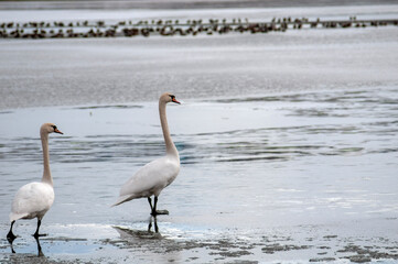 white swan paws on the ice reflecting