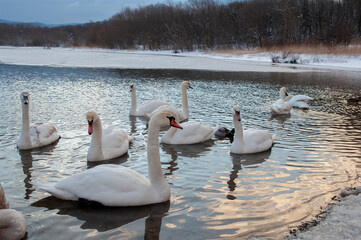 white swans group on the lake swim well under the bright sun