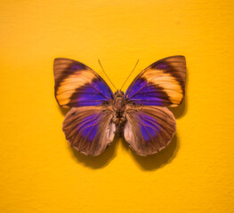 Schmetterling blau