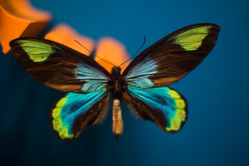 Bunter Schmetterling © Sabrina