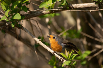 European Robin - Charming Garden Visitor