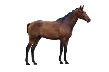 Ripe stately chestnut mare isolated on a transparent background