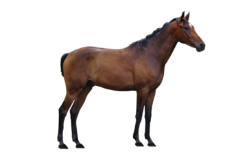 Ripe stately chestnut mare isolated on a transparent background