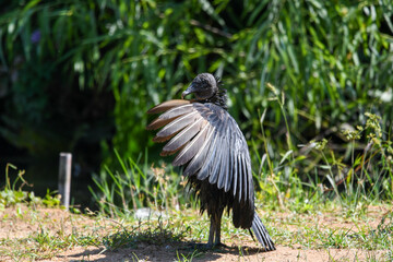 A black vulture spreading his wings in Florida